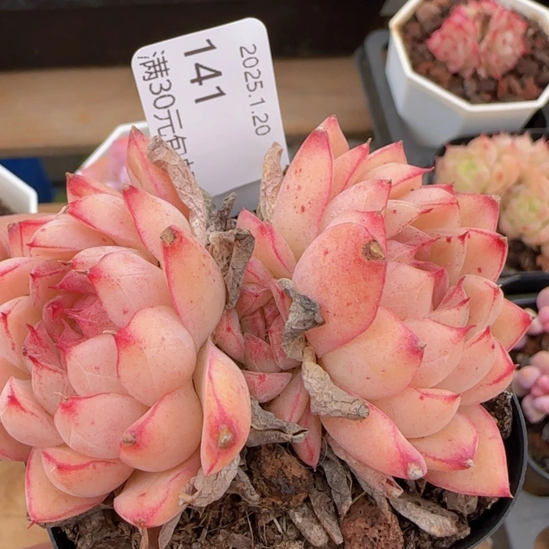 边线麦秆群一颗脱土