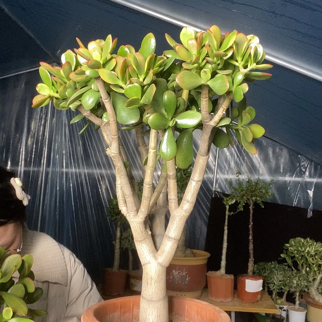 成***！当前无花栽培后可以开花