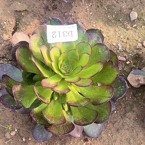 312黑魔多肉法师锦