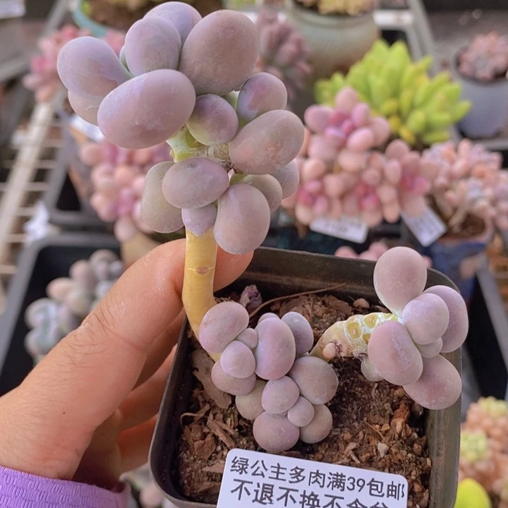 芭比奶洛274多肉植物
