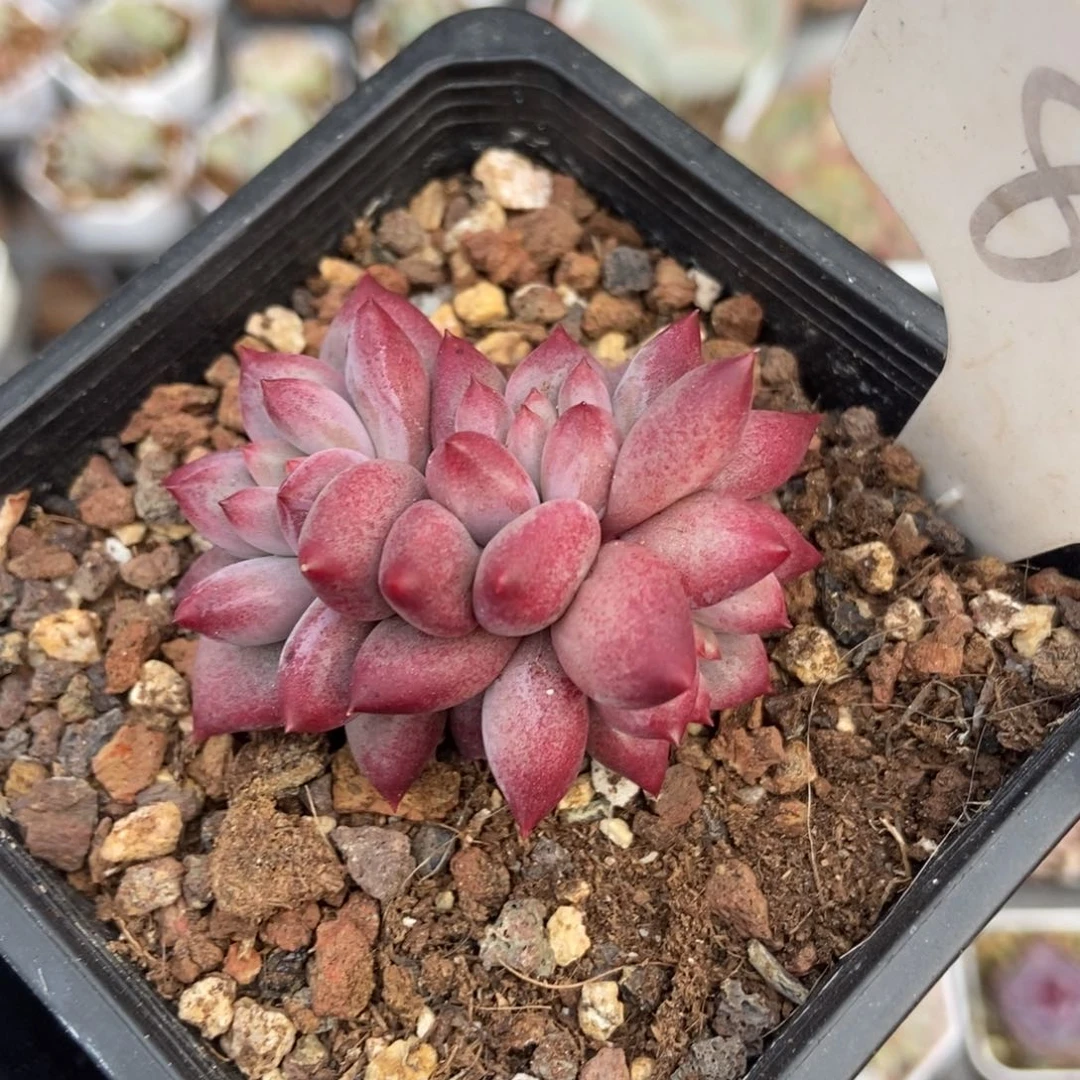 891余美人多肉植物保护