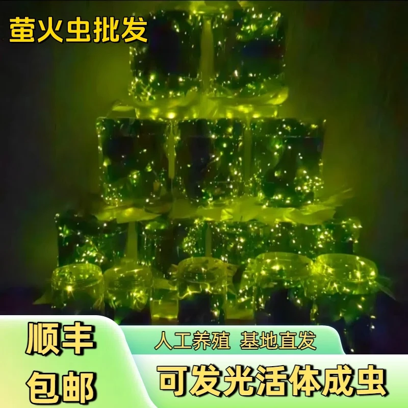 基地养殖萤火虫批发基地顺丰包邮带瓶儿童情人节创意浪漫礼物