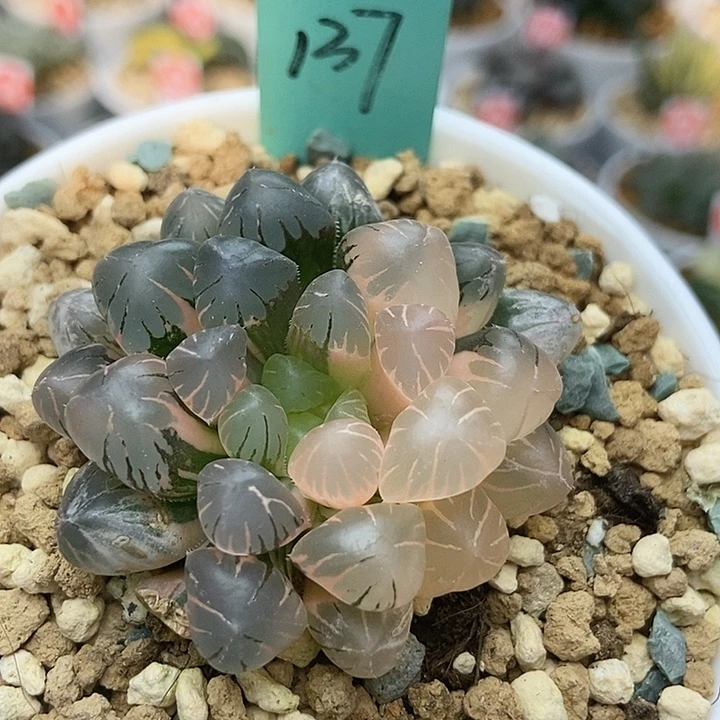 137冰灯锦111111111111