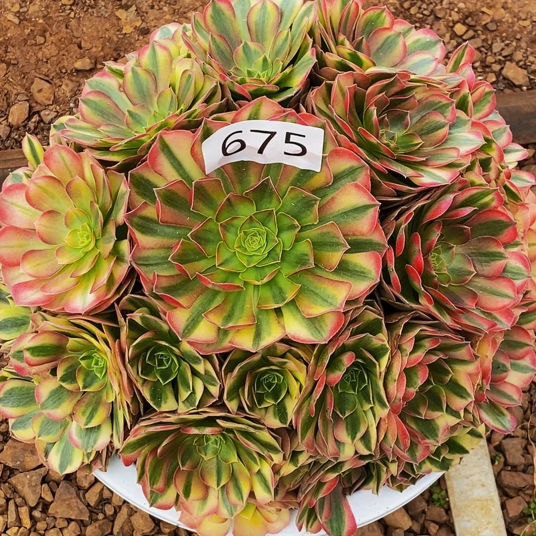 念***趣上古园艺多肉法师675