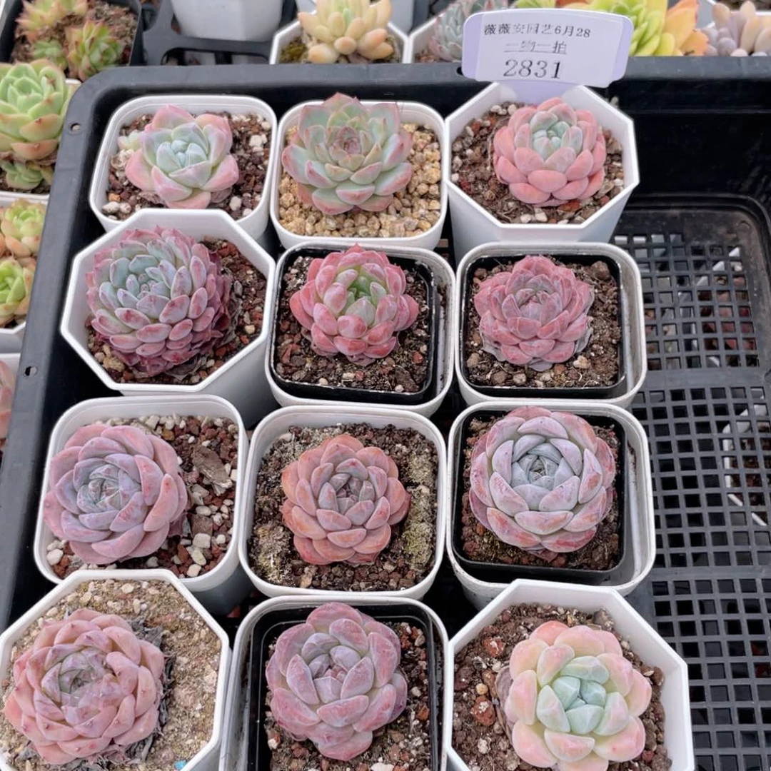 薇薇安园艺多肉2831