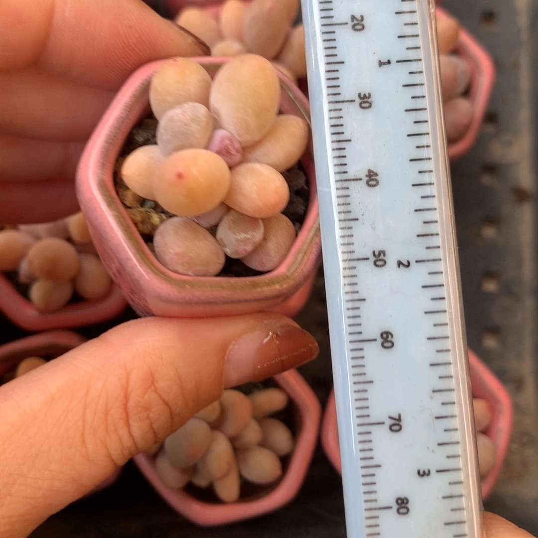 韩国蛋黄奶 小书肉奶酪多肉