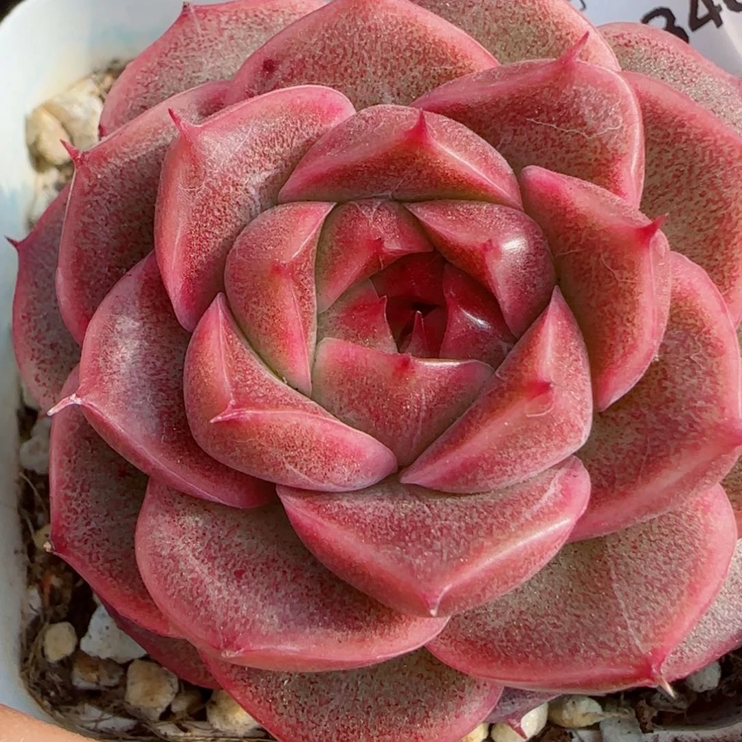 红珊瑚，3340多肉植物