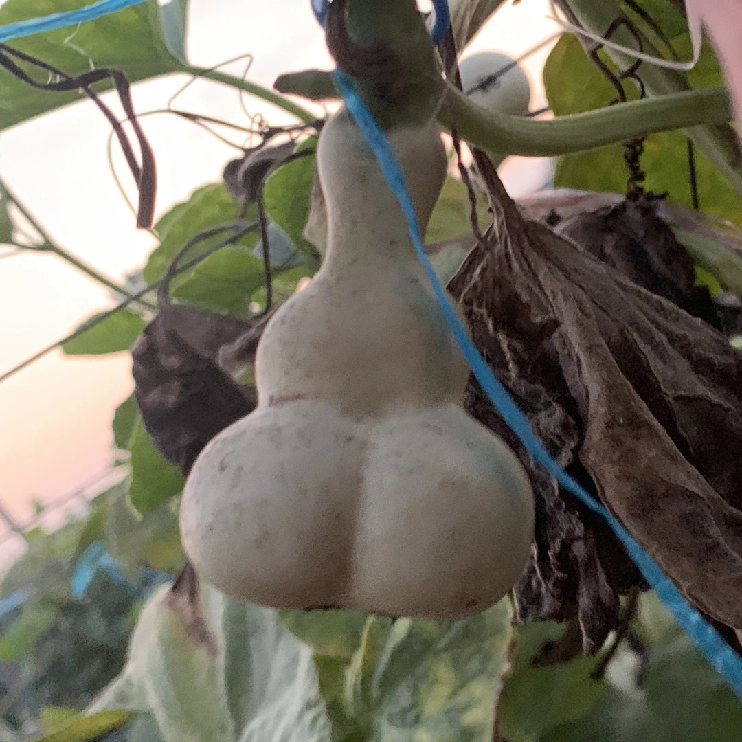葫芦直播专用链接【勿乱拍】