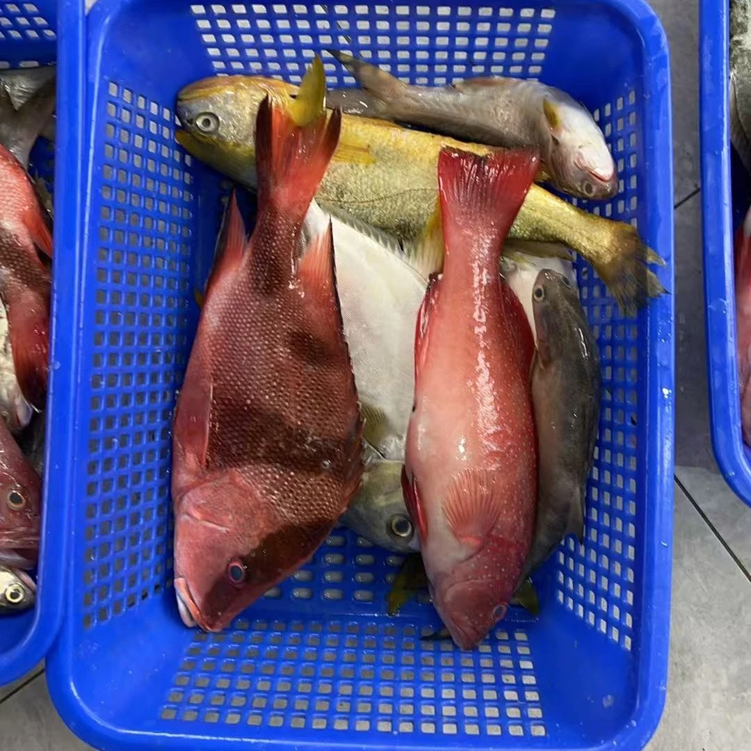 海鲜套餐B 海鲜东星杂鱼 阳江海陵岛发货