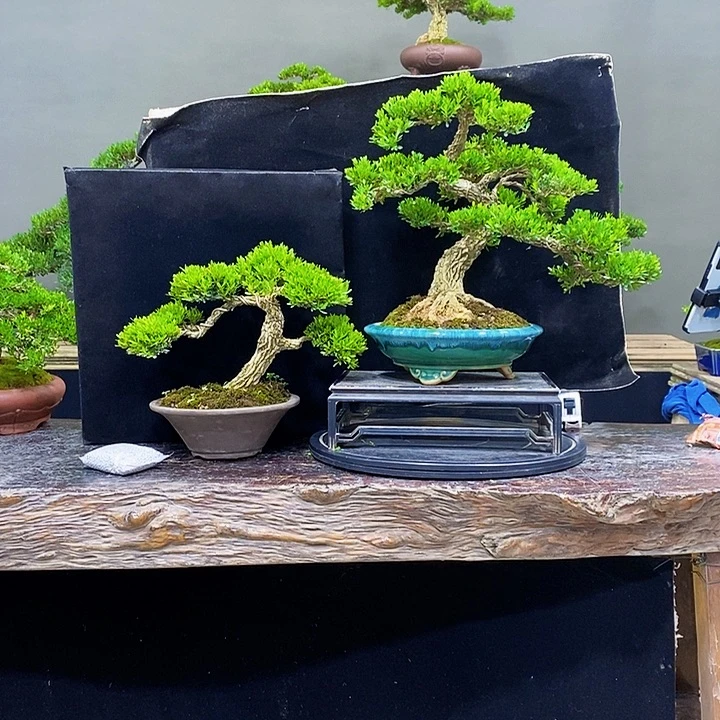 无花朵m黄杨盆景四季常青