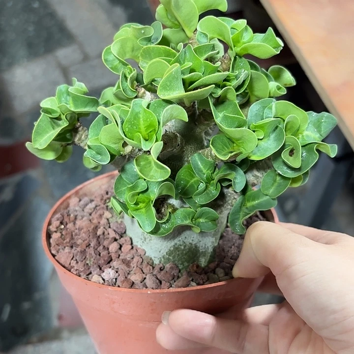 哥斯拉沙漠玫瑰小