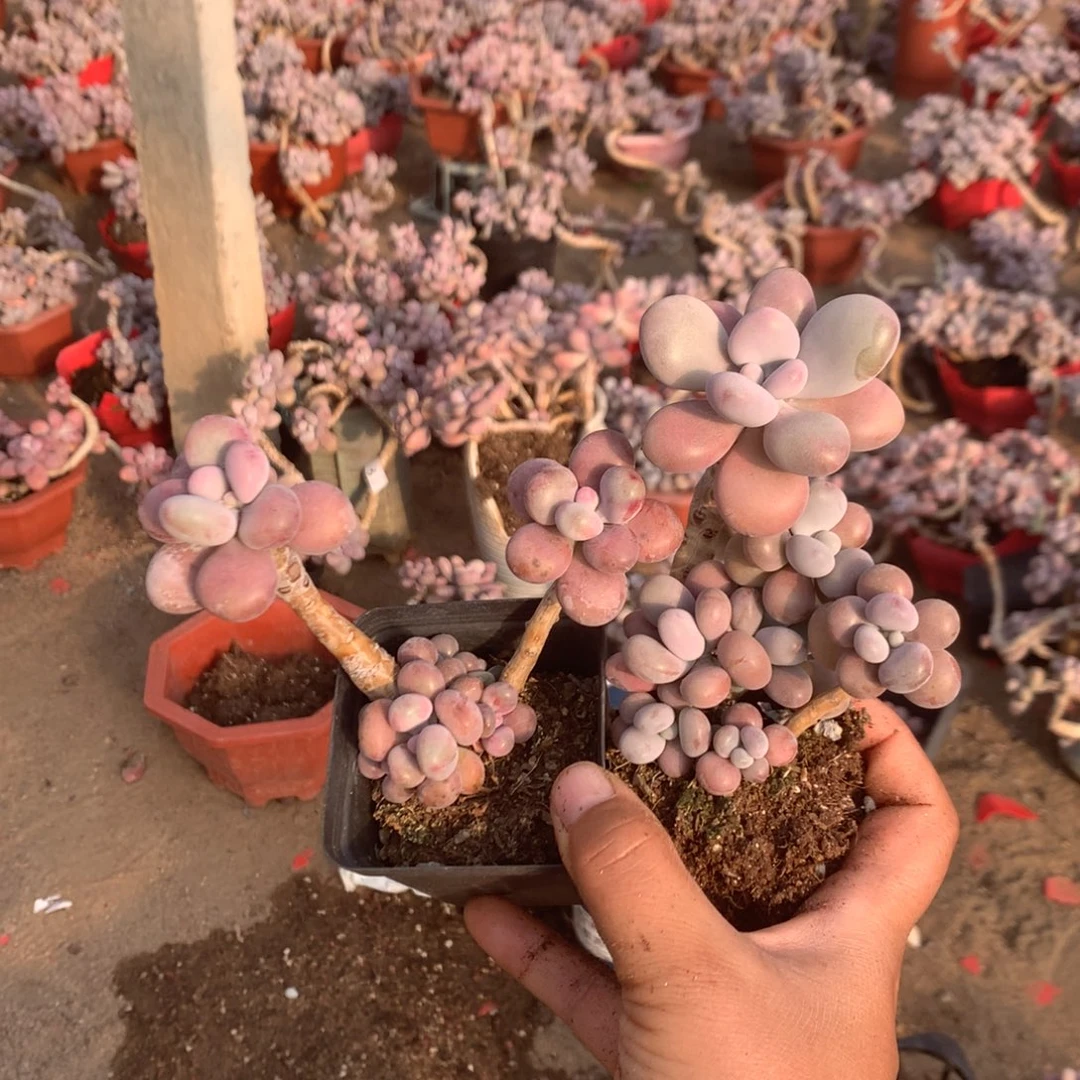 桃蛋老桩不带盆40号