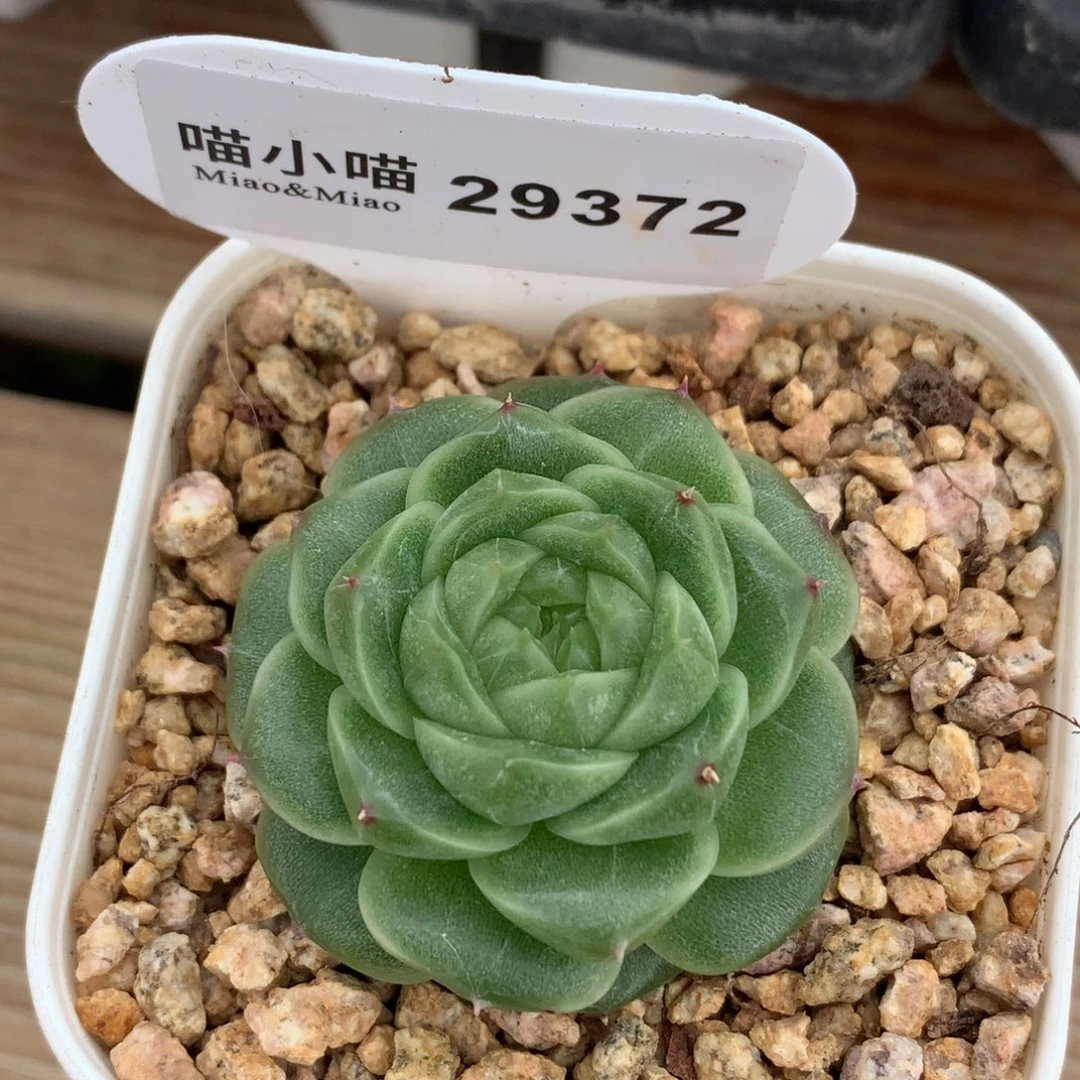 ****慈多肉植物杂交珍妮