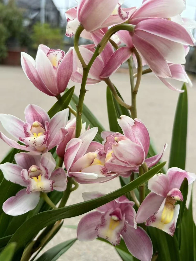 老黑家的【829桃姬佳人】惠兰 年宵花室内好养易活绿植盆栽