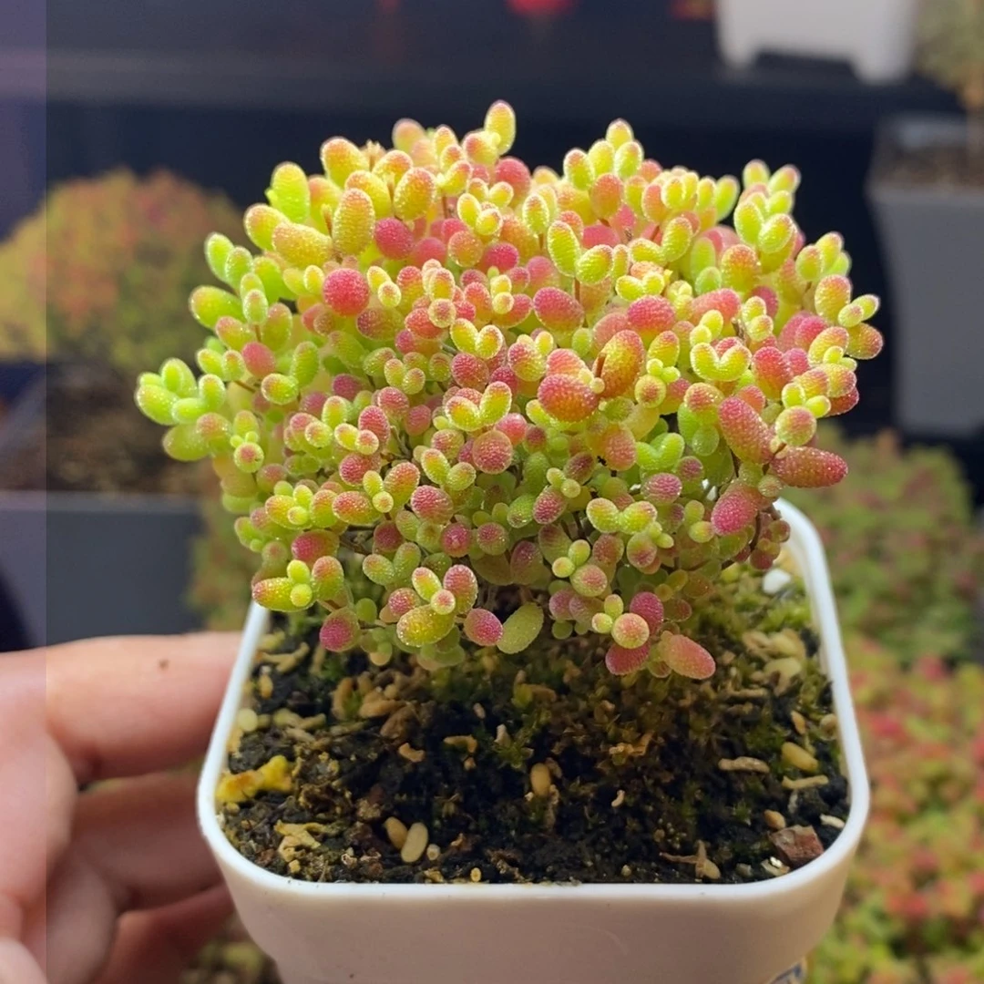 80号蜜橘糖球枝干多肉