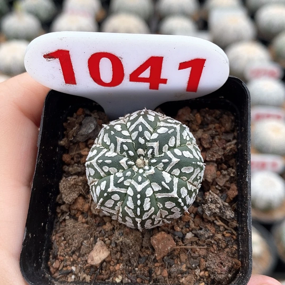1041v兜系列产品福利