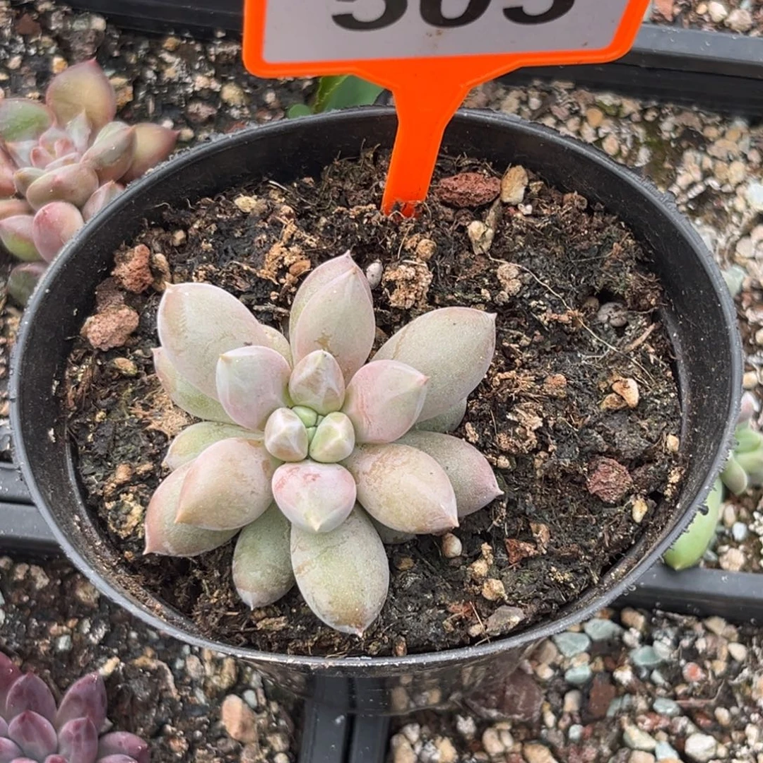 多肉植物海豚体哥特503