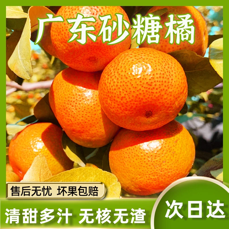 【明天送货上门】正宗广东增城砂糖橘3/5/10斤新鲜砂糖橘当季水果无籽无渣广东省