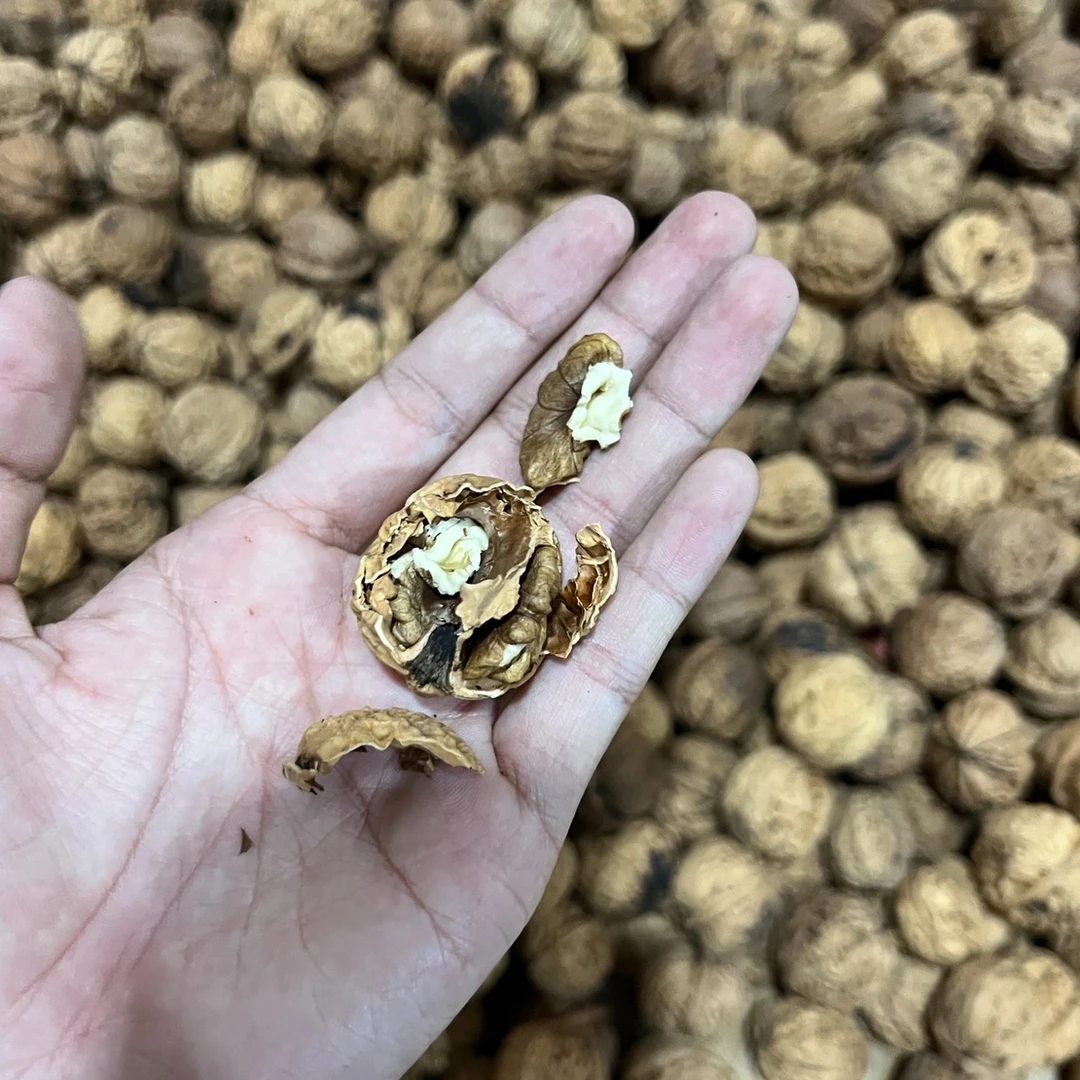 云南保山 施甸2025新核桃 五斤装 口感清甜 个头不大