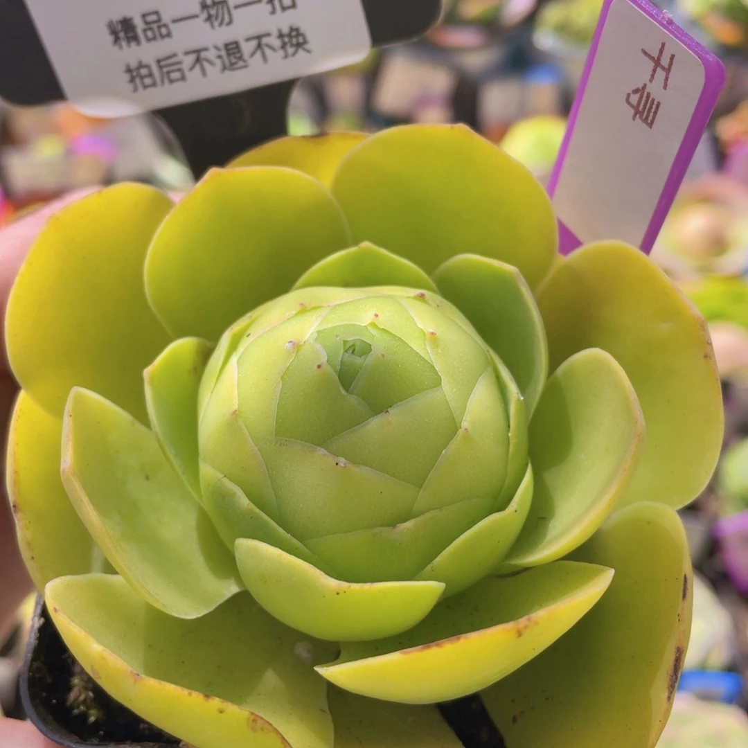 千寻多肉724一物一拍