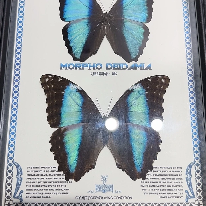 卡***卡梦幻闪蝶蝴蝶标本
