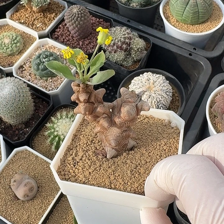 小****蛮鬼塔仙人球123456