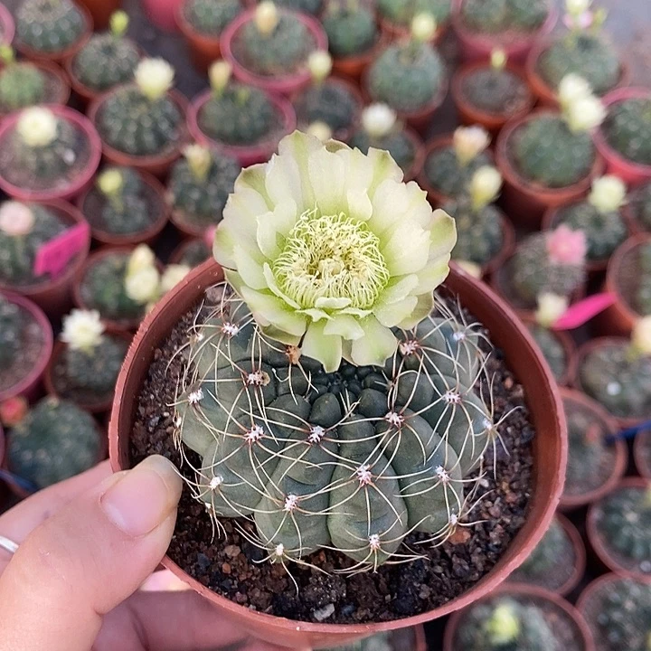 西西绿菲原盆土发花拿掉