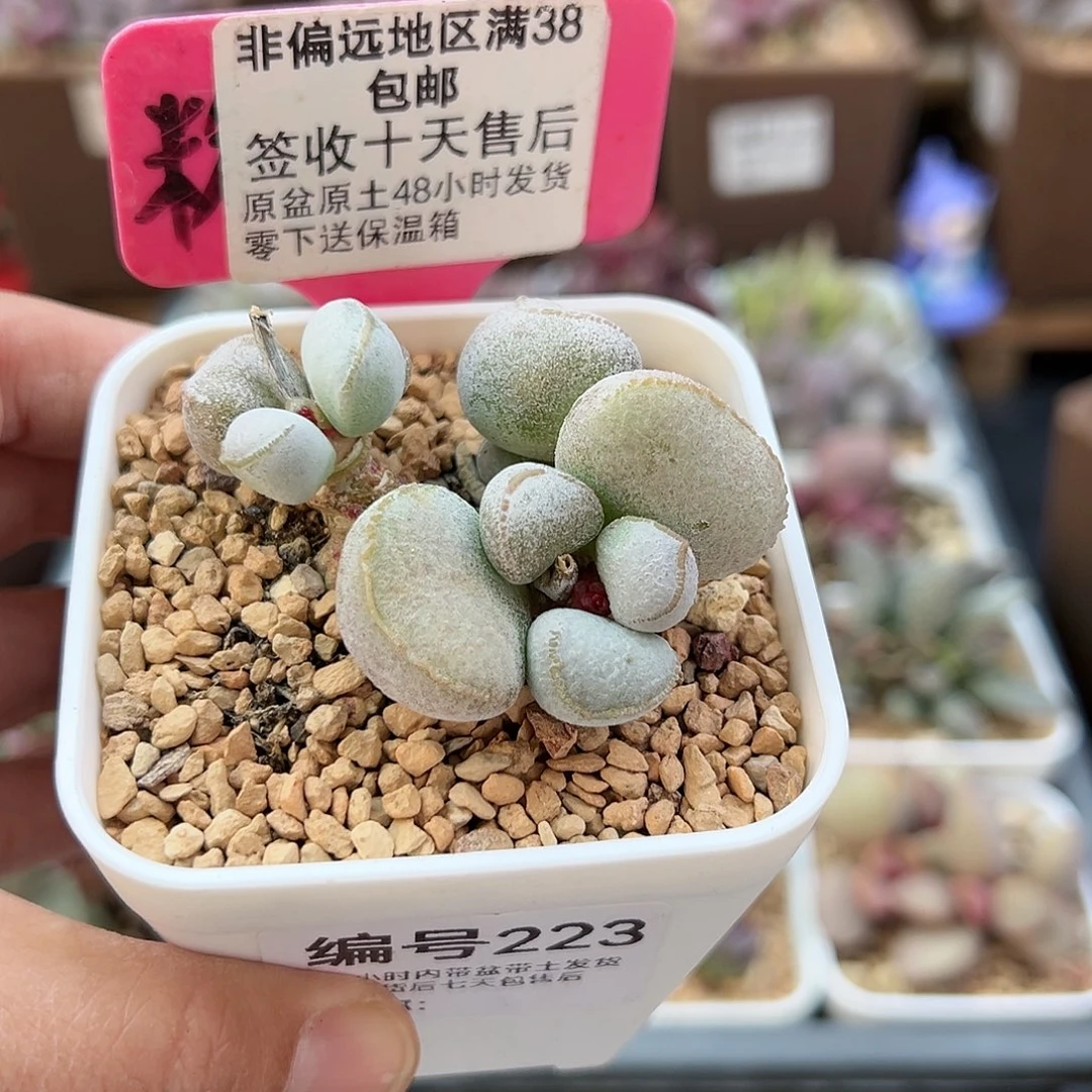 223硬叶白蛋多肉