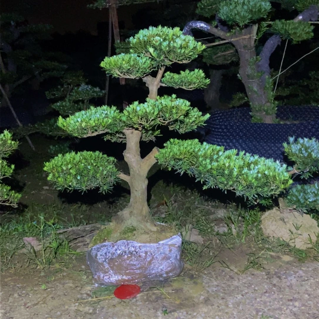 无花朵罗汉松小叶雀舌老桩盆景