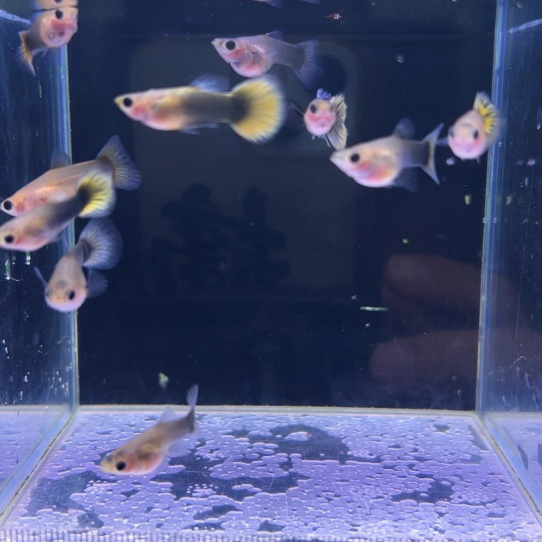 孔雀鱼金葵花玻璃猫10条