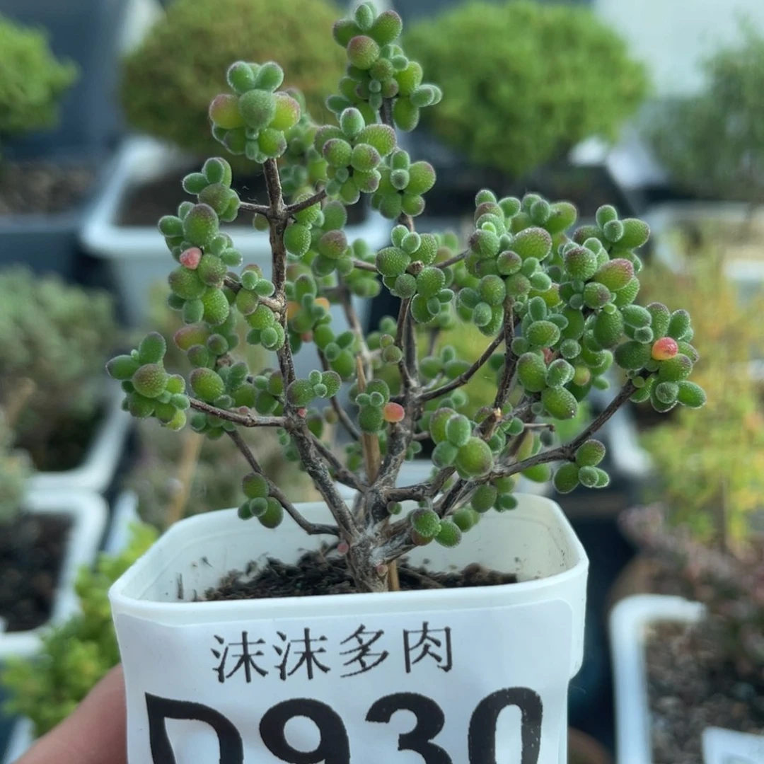 930实生糖球枝干