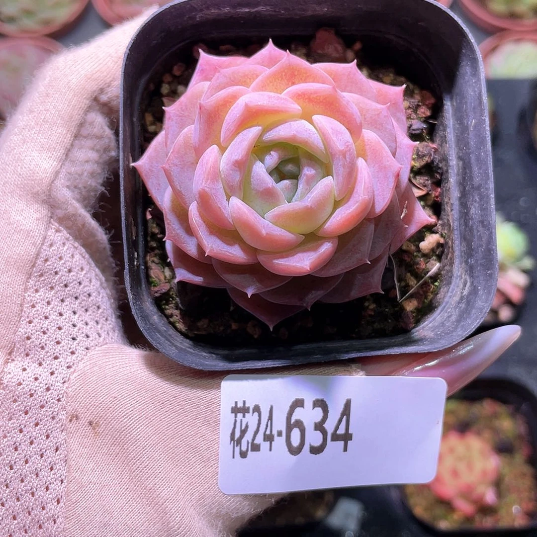 花利美24-634纯爱