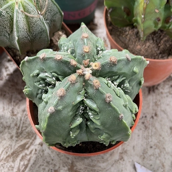 仙人球开花仙人球上