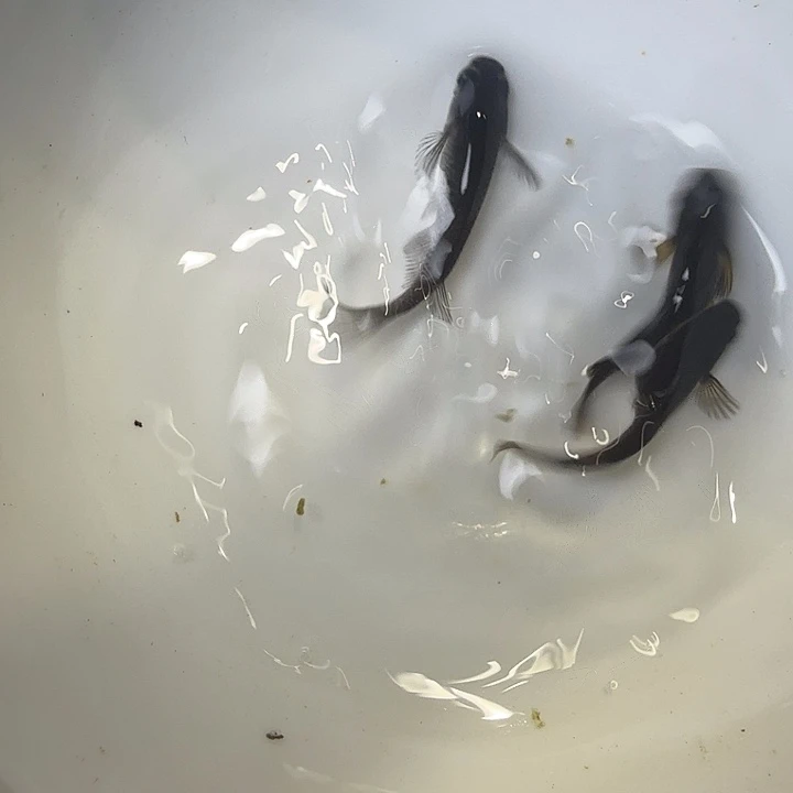 青鳉鱼79号拍品大蛇