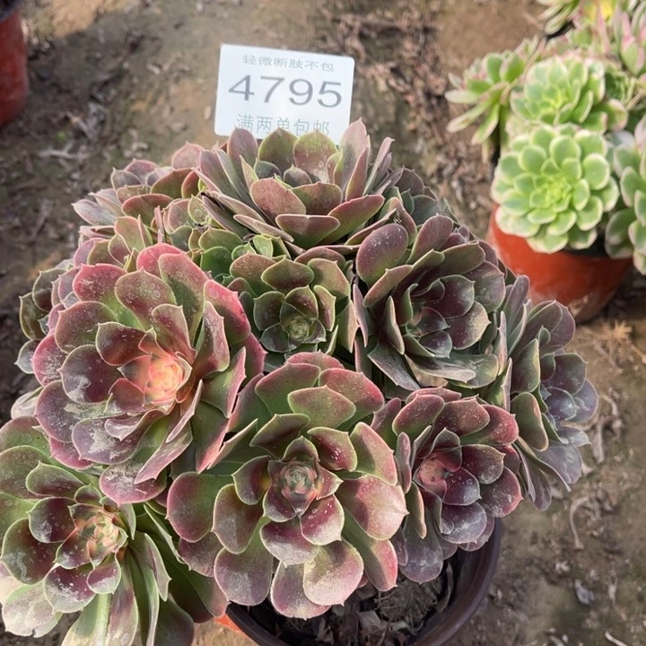 4795香妃去的人多肉的