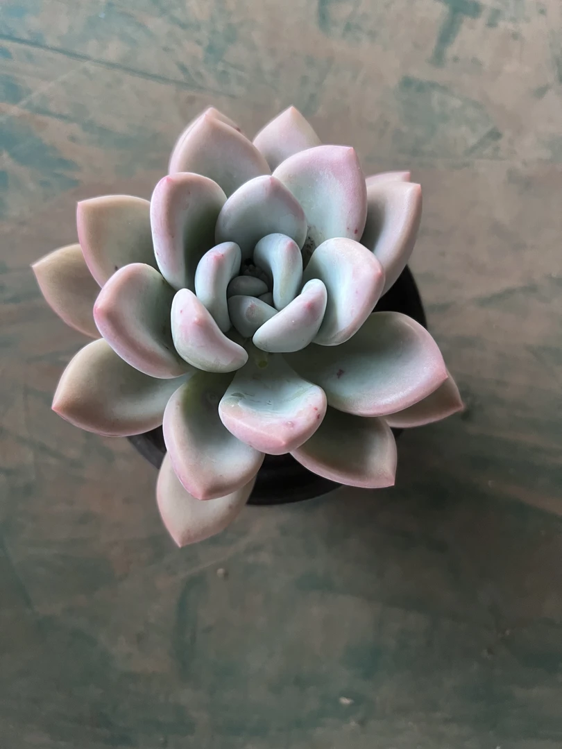 2王小二多肉奥普全店多肉任意拍满2单发货 拍满5单送一包吡虫啉