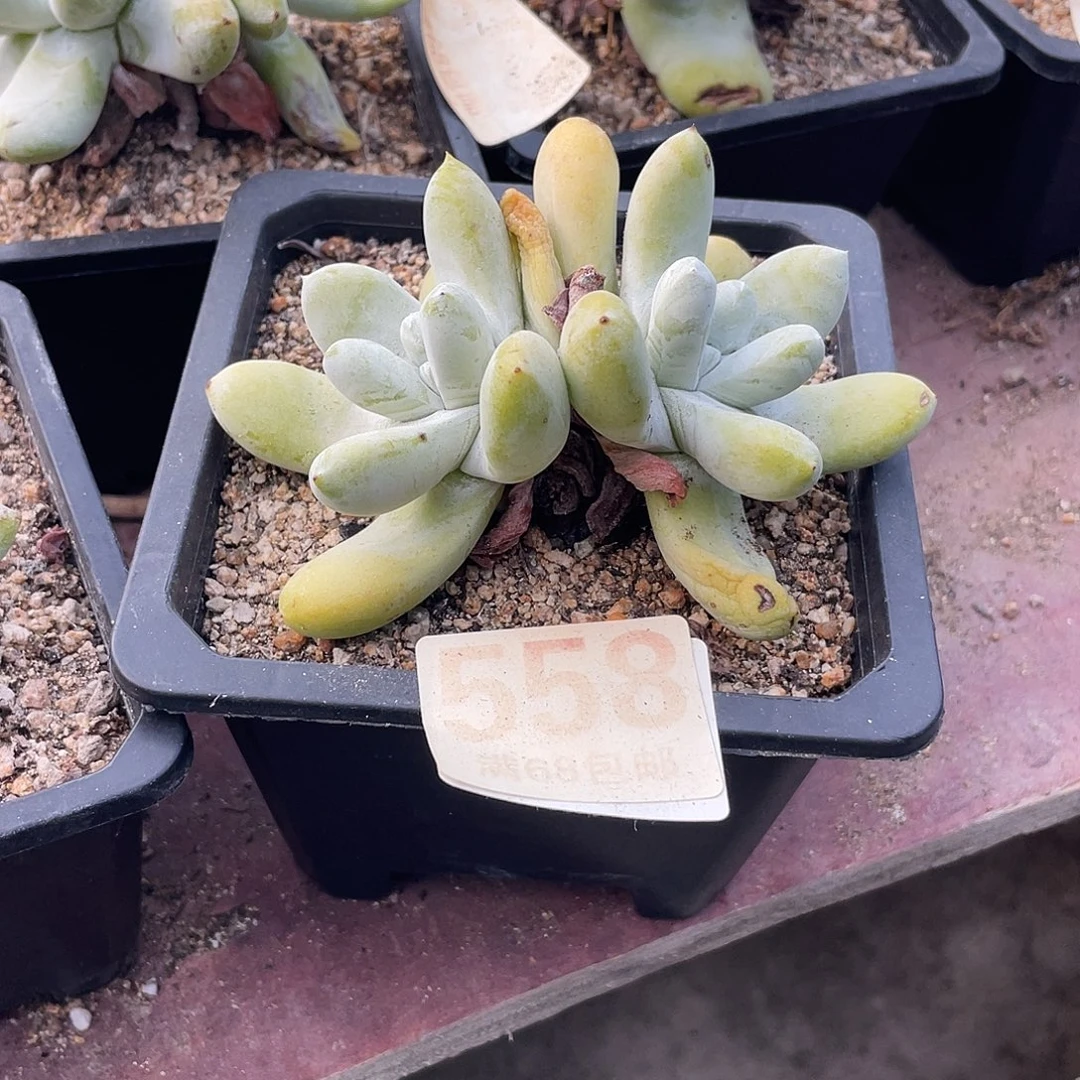 晨溪园艺仙女杯呀