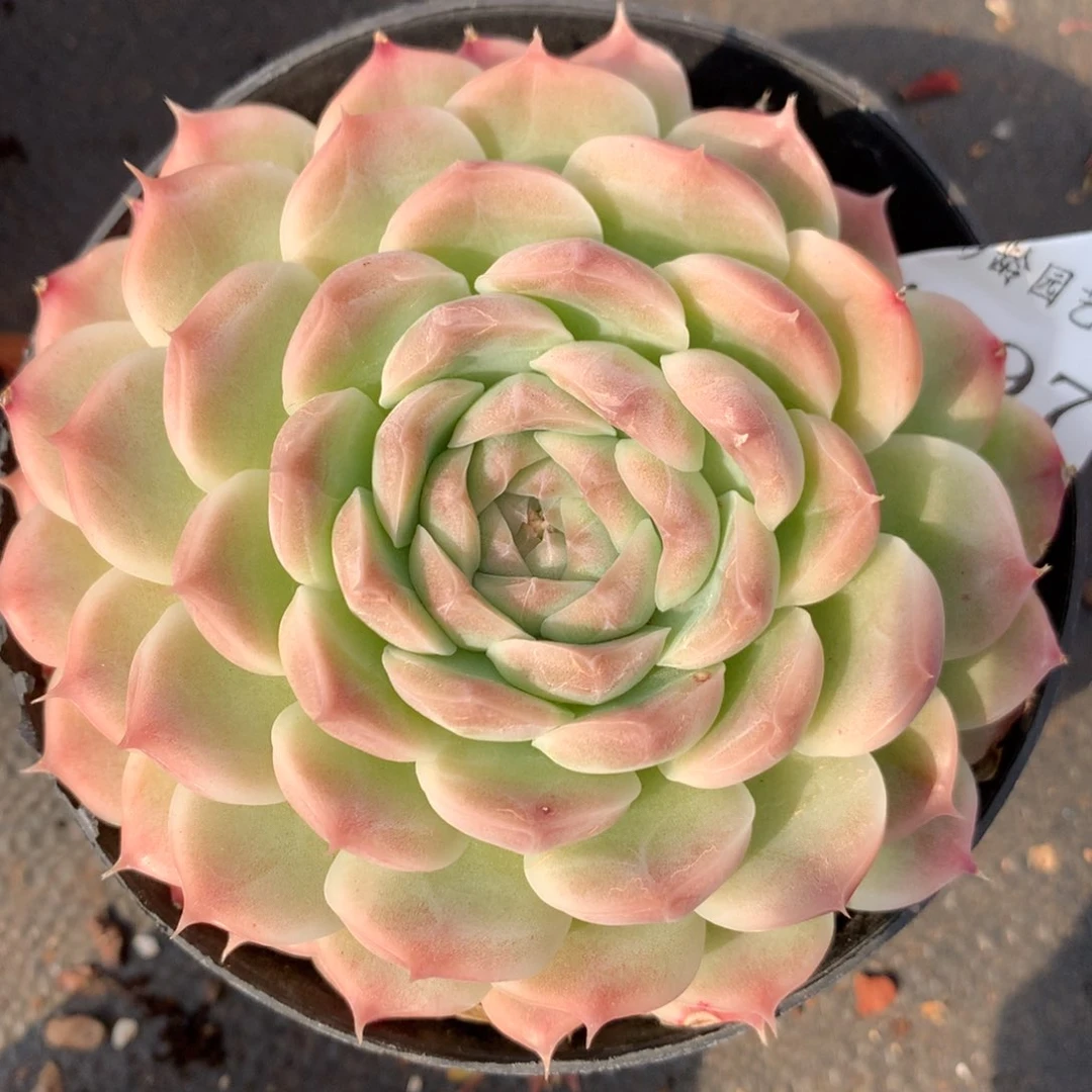 4097新年快乐发发发