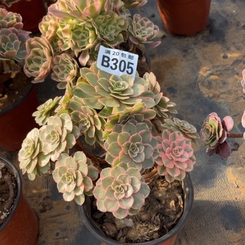 305粉花妖不包断枝
