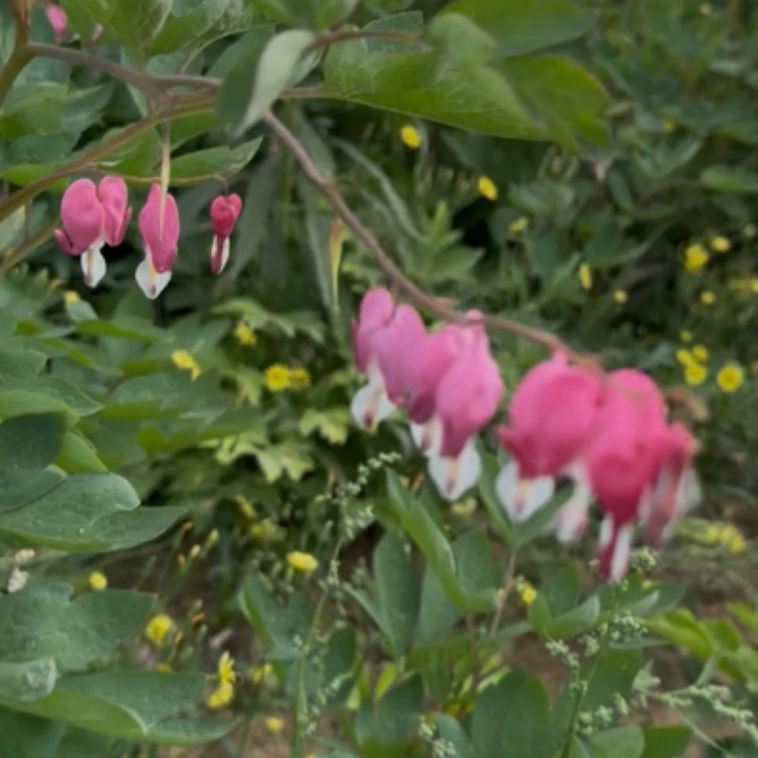 荷包牡丹【秋天发】一物一拍