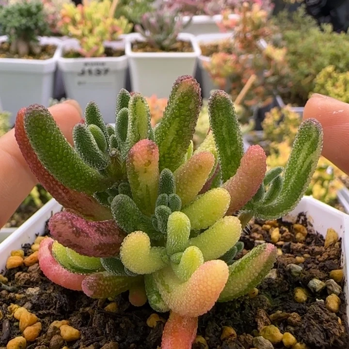 钻石黄锦拉丝锦植物枝干