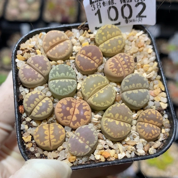 Zzz精品生石花1002
