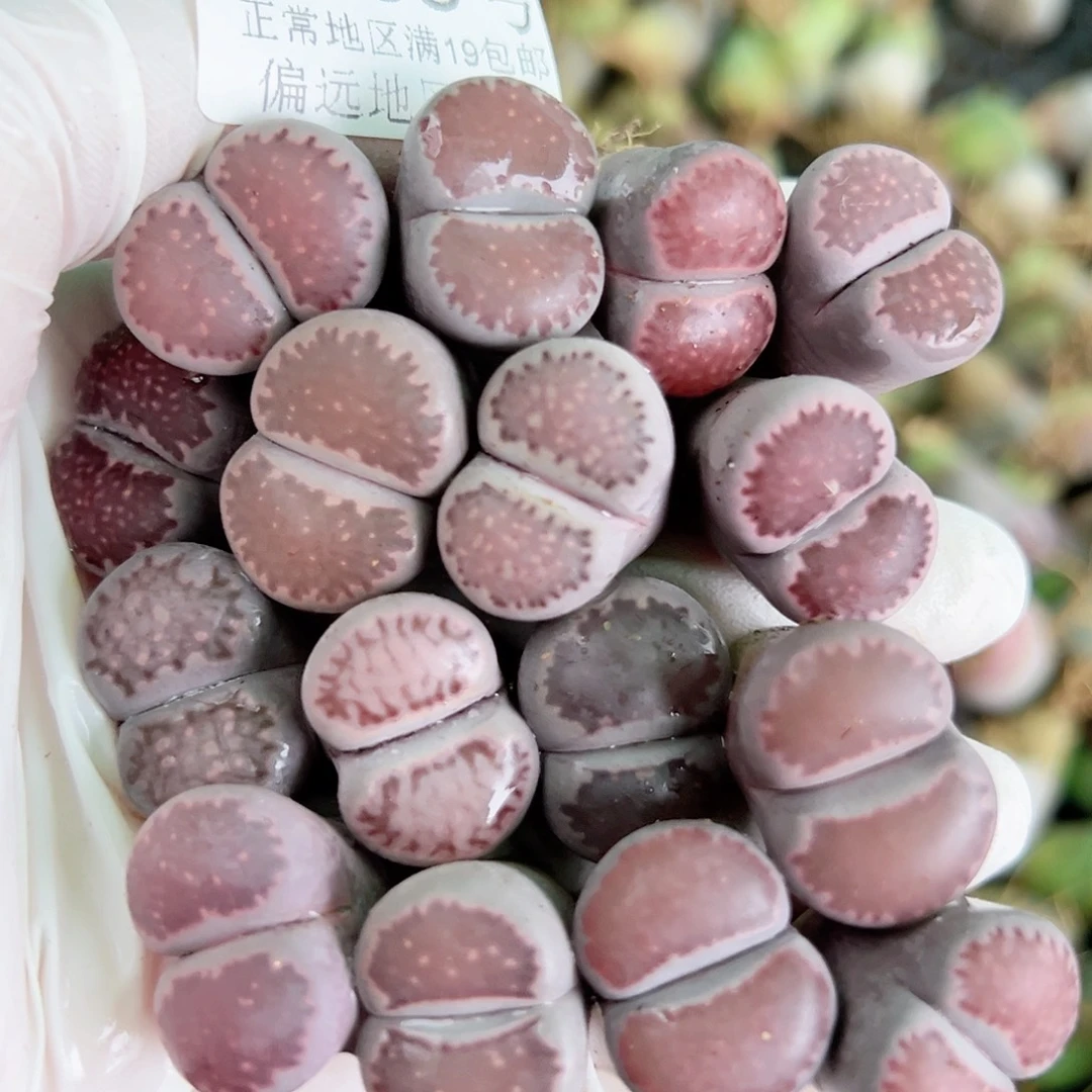 5685 好养易活生石花大母本16个2cn左右