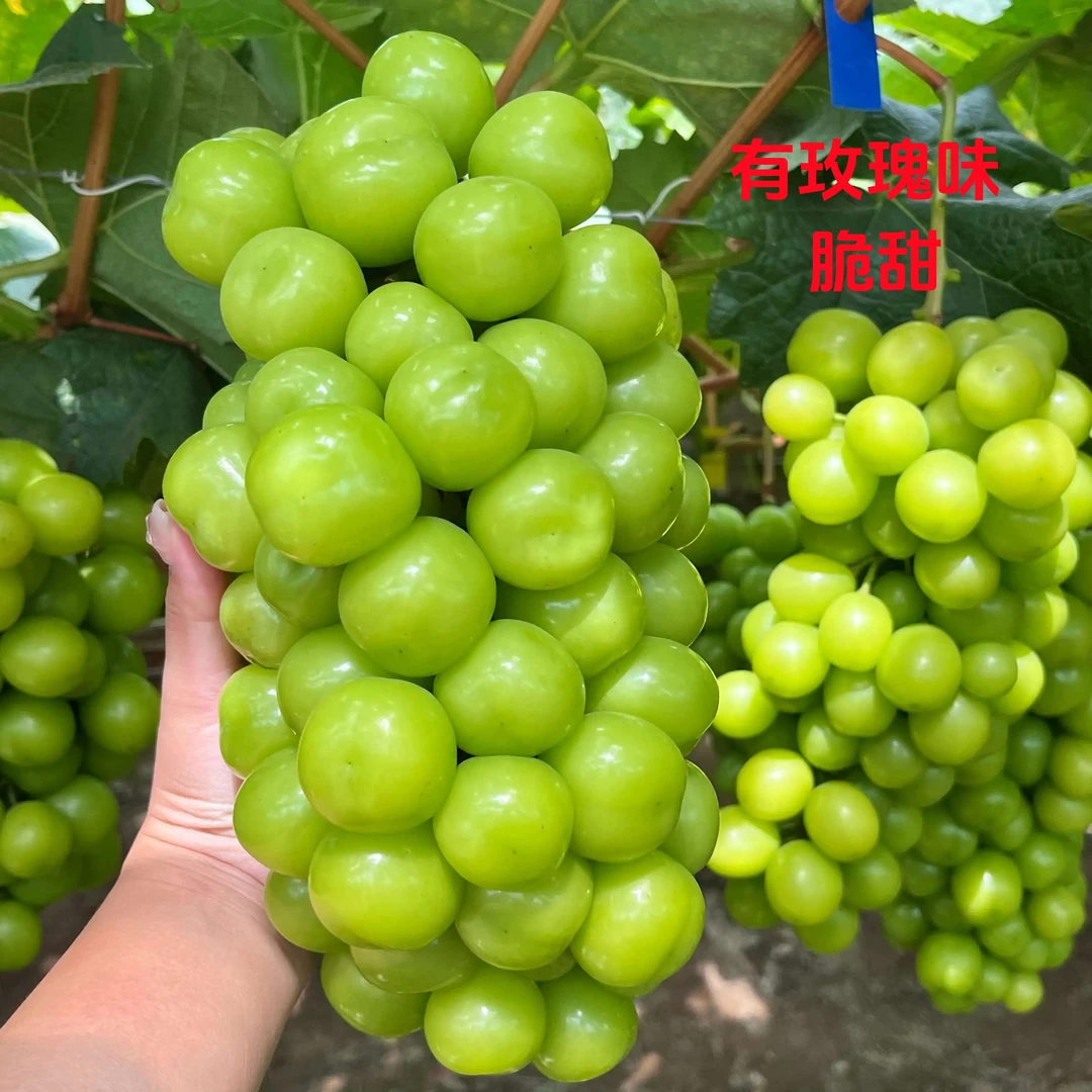 顺丰【国庆中秋好礼】产地发货现采现摘阳光玫瑰晴王自然熟脆甜葡萄