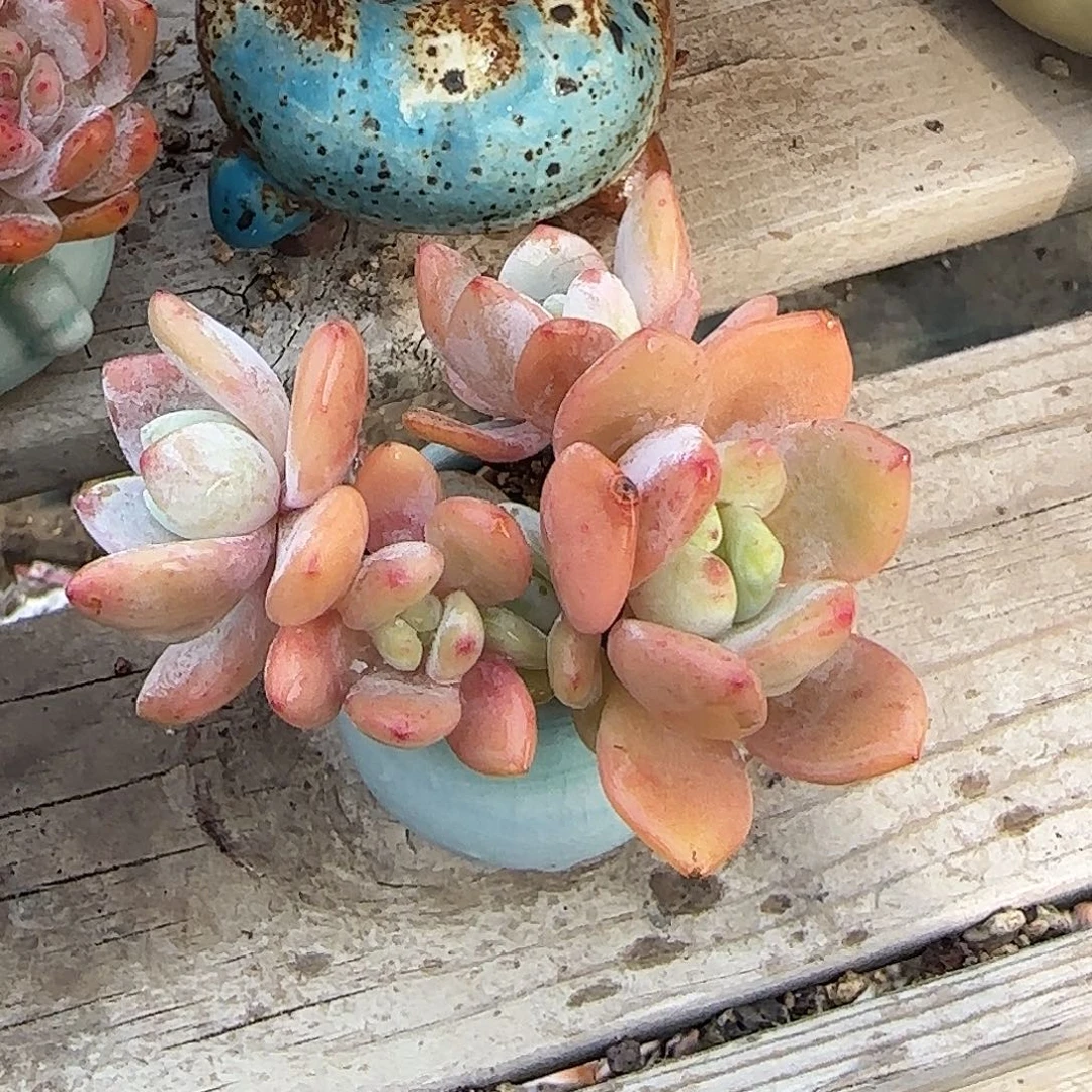 冷香带盆满30包邮