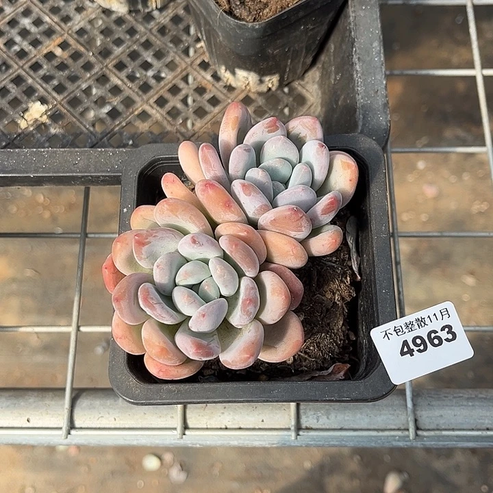 阿雅园艺。       4963香水