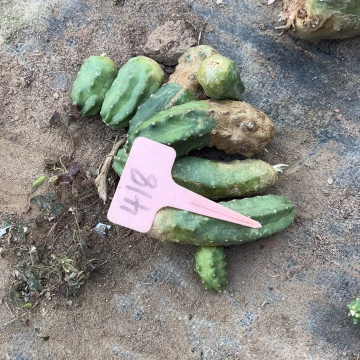 桃太郎橙、红侧芽418号