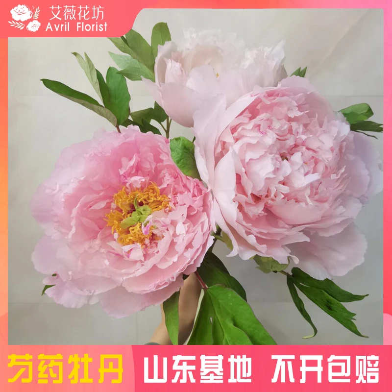 『粉中冠』牡丹鲜花 年宵花 芍药鲜切花 山东基地直发