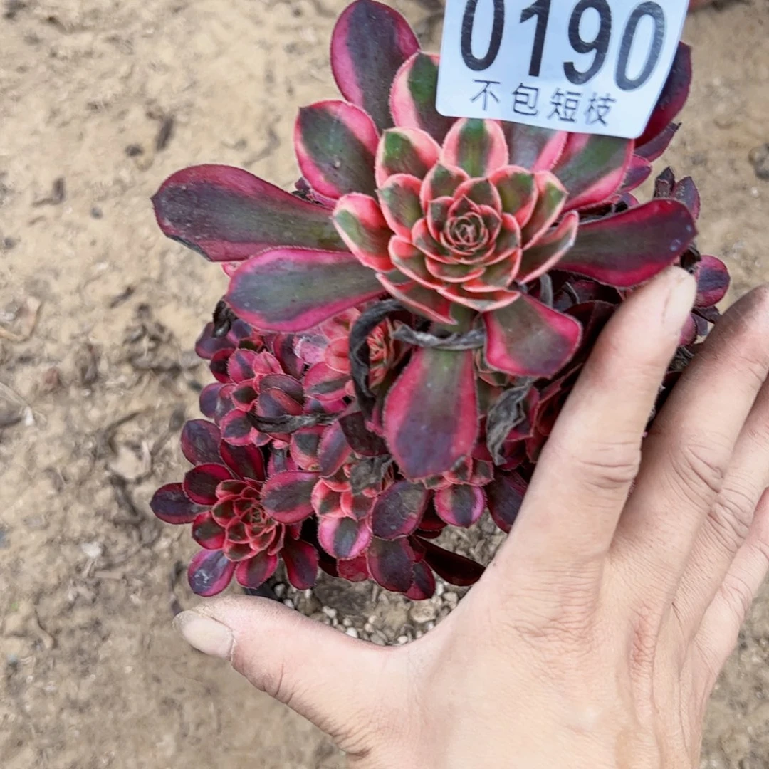 丽娜多肉植物0190