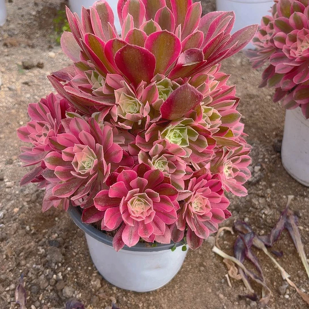 女巫手捧多肉植物四号